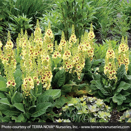 Dark Eyes Verbascum - Nature Hills Nursery - #1 Container - 
