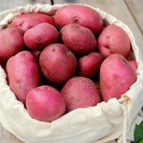 Dark Red Norland Potato - Nature Hills Nursery - 12 Pack Bareroot - 