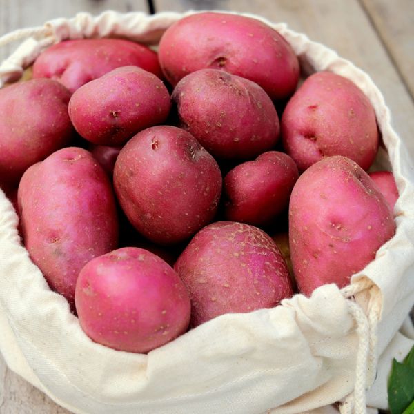 Dark Red Norland Potato In Basket