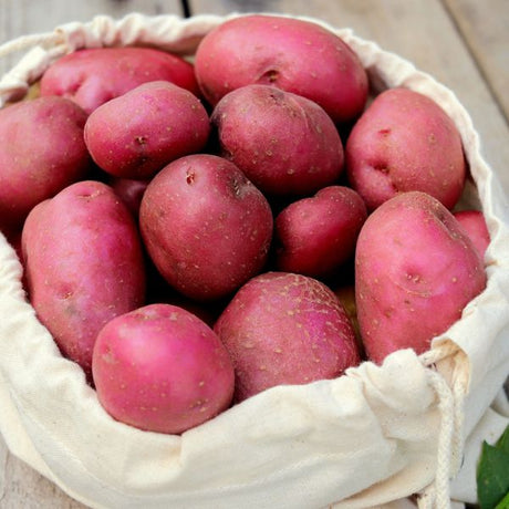Dark Red Norland Potato In Basket
