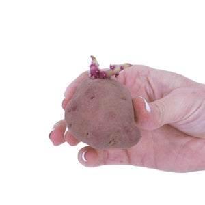 Dark Red Norland Potato Bud