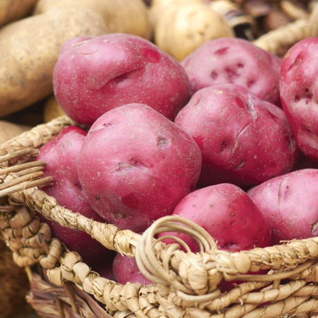 Dark Red Norland Potato in Basket 2