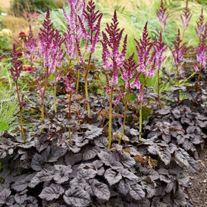 Dark Side of the Moon Astilbe - Nature Hills Nursery - #1 Container - 