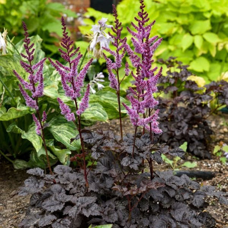 Dark Side of the Moon Astilbe - Nature Hills Nursery - #1 Container - 