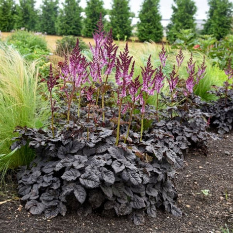 Dark Side of the Moon Astilbe - Nature Hills Nursery - #1 Container - 