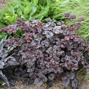 Dark Side of the Moon Astilbe - Nature Hills Nursery - #1 Container - 