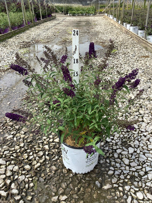 Darkest Night butterfly bush in bloom