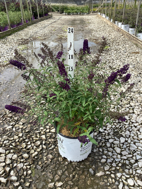 Darkest Night butterfly bush in bloom