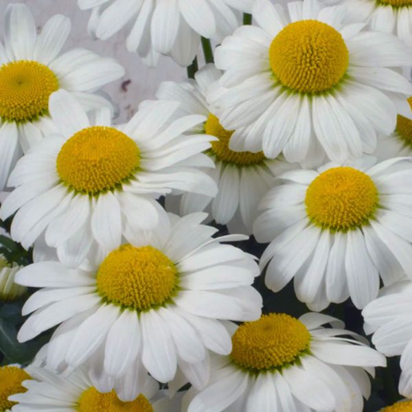 Darling Daisy&trade; Dwarf Shasta Daisy - Nature Hills Nursery - #1 Container - 