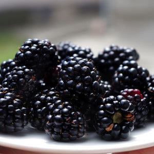 Darrow Blackberry Bush - Nature Hills Nursery - Bareroot - 