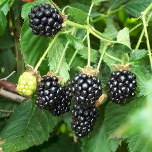 Darrow Blackberry Bush - Nature Hills Nursery - Bareroot - 
