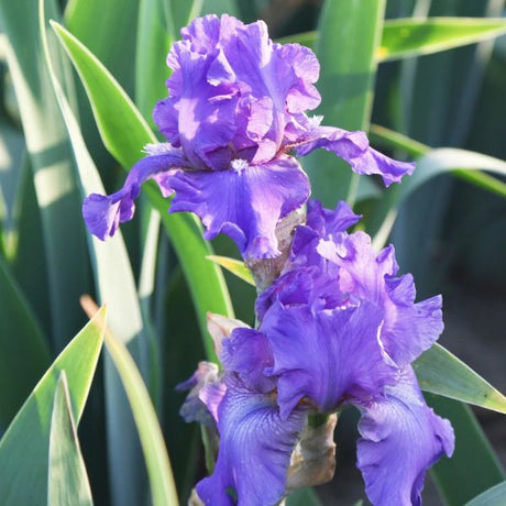 Dashing Tall Bearded Iris (Iris germanica 'Dashing') growing in a garden landscape, showing mature perennial form.