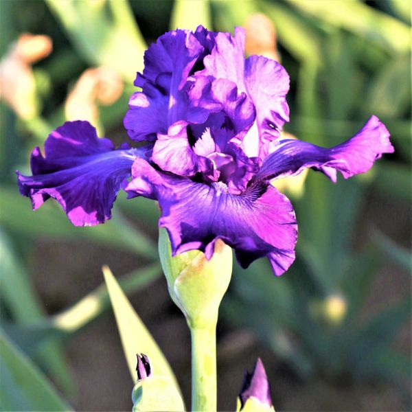 Dashing Tall Bearded Iris Single Bloom