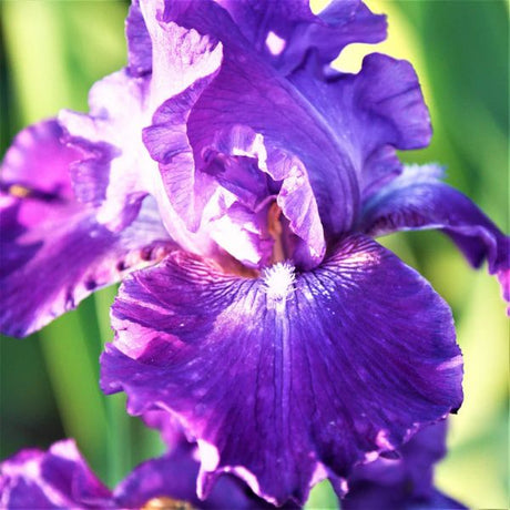 Dashing Tall Bearded Iris Close up Bloom