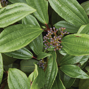 David Viburnum - Nature Hills Nursery - #2 Container - 