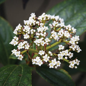 Close-up of white viburnum flowers on David Viburnum blooming in late spring to early summer.