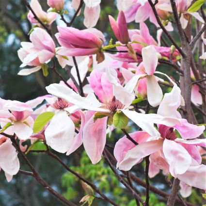 Daybreak Magnolia - Nature Hills Nursery - #2 Container - 