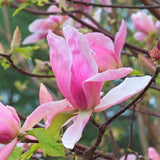 Daybreak Magnolia - Nature Hills Nursery - #2 Container - 