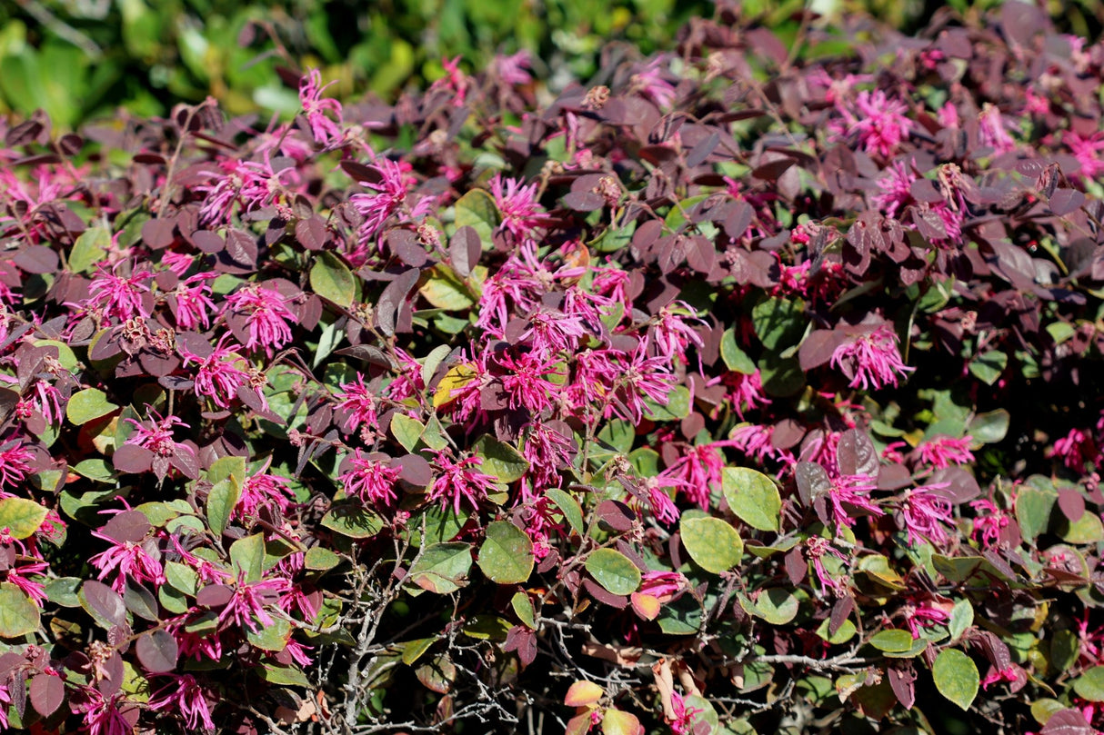 Daybreak's Flame Chinese Fringe Flower - Bush - Nature Hills Nursery - 5 Container - 