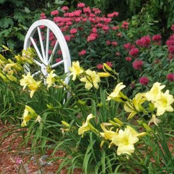 Perennial foliage of Rainbow Rhythm® Going Bananas Daylily (Hemerocallis 'Going Bananas') in a garden setting.