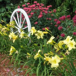 Perennial foliage of Rainbow Rhythm® Going Bananas Daylily (Hemerocallis 'Going Bananas') in a garden setting.