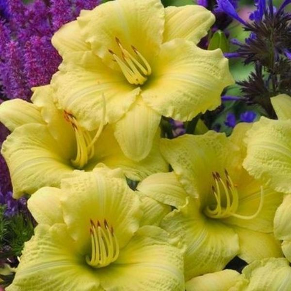 Rainbow Rhythm® Going Bananas Daylily | Buy at NatureHills.com