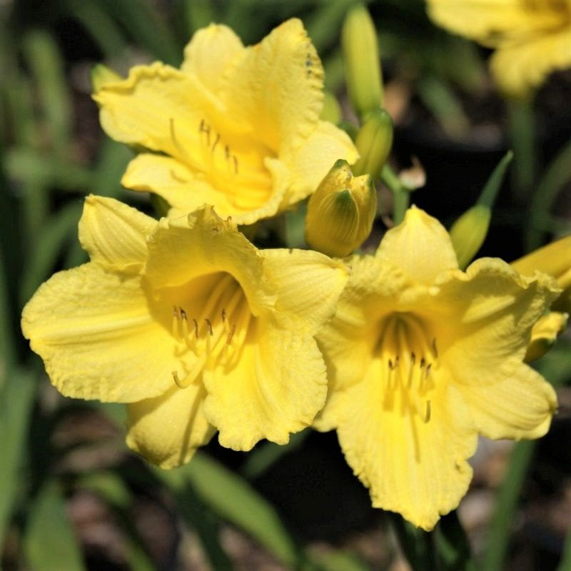 Close-up of yellow hemerocallis flowers on Happy Returns Daylily.