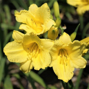 Close-up of yellow hemerocallis flowers on Happy Returns Daylily.