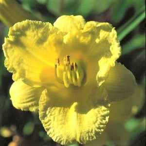 Perennial foliage of Happy Returns Daylily (Hemerocallis 'Happy Returns') in a garden setting.
