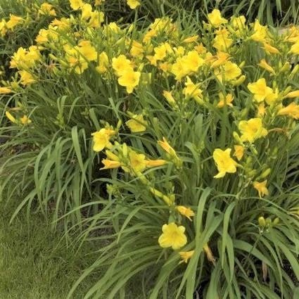 Happy Returns Daylily (Hemerocallis 'Happy Returns') growing in a garden landscape, showing mature perennial form.