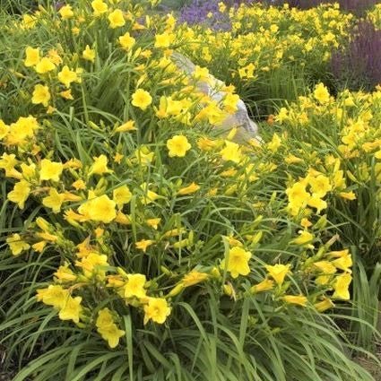 Happy Returns Daylily (Hemerocallis 'Happy Returns'), a perennial featuring yellow flowers and perennial.
