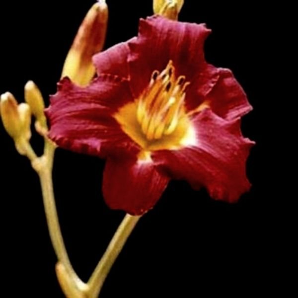 Close-up of purple, red hemerocallis flowers on Pardon Me Daylily.