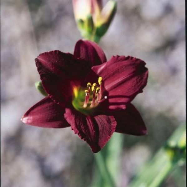 Pardon Me Daylily (Hemerocallis 'Pardon Me'), a perennial featuring purple, red flowers and perennial.
