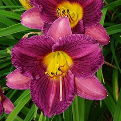 Close-up of purple, yellow hemerocallis flowers on Purple de Oro Daylily.