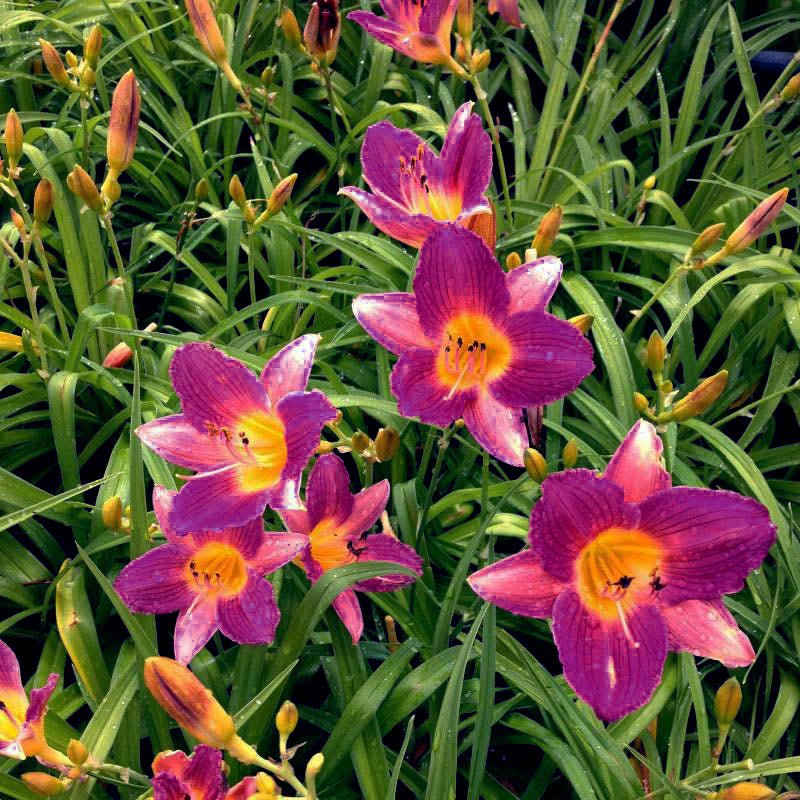Perennial foliage of Purple de Oro Daylily (Hemerocallis 'Purple De Oro') in a garden setting.