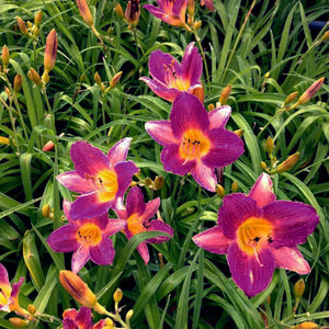 Perennial foliage of Purple de Oro Daylily (Hemerocallis 'Purple De Oro') in a garden setting.