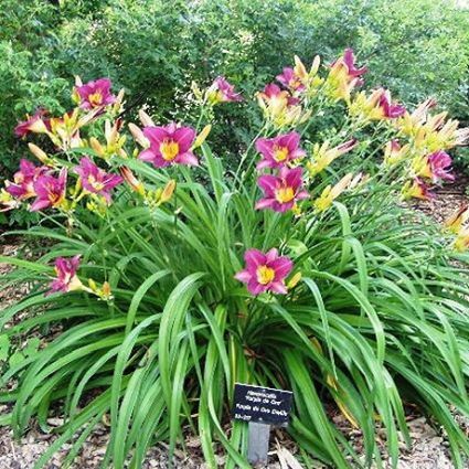 Purple de Oro Daylily (Hemerocallis 'Purple De Oro') growing in a garden landscape, showing mature perennial form.