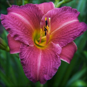 Purple de Oro Daylily (Hemerocallis 'Purple De Oro'), a perennial featuring purple, yellow flowers and perennial.