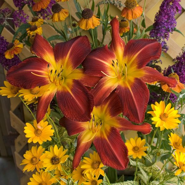Close-up of red, yellow hemerocallis flowers on Rainbow Rhythm® Ruby Spider Daylily blooming in early summer to late summer.