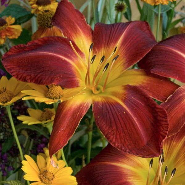 Rainbow Rhythm® Ruby Spider Daylily (Hemerocallis 'Ruby Spider'), a perennial featuring red, yellow flowers and perennial.