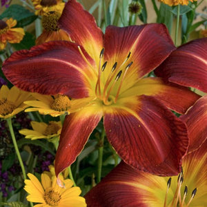 Rainbow Rhythm® Ruby Spider Daylily (Hemerocallis 'Ruby Spider'), a perennial featuring red, yellow flowers and perennial.