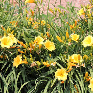 Close-up of yellow hemerocallis flowers on Stella de Oro Daylily.