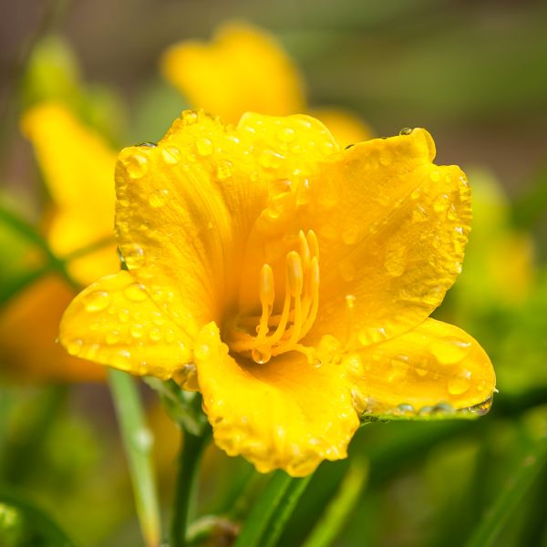 Stella de Oro Daylily (Hemerocallis 'Stella de Oro'), a perennial featuring yellow flowers and perennial.