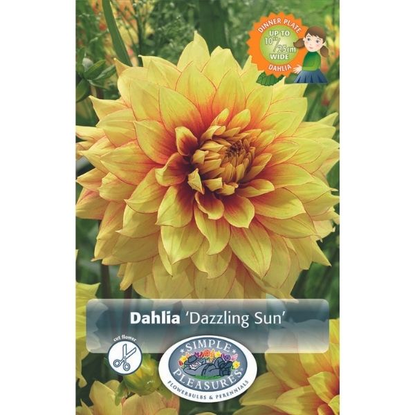 Dazzling Sun Dahlia