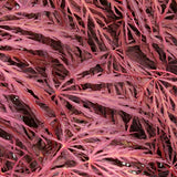 Crimson Queen Japanese Maple