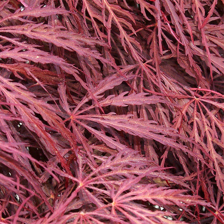 Crimson Queen Japanese Maple