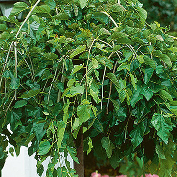 Chaparral Weeping Mulberry