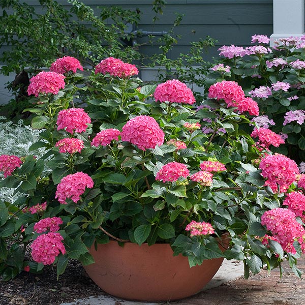 Cityline&reg; Paris Bigleaf Hydrangea