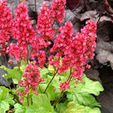 Havana Coral Bells