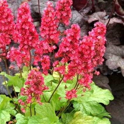 Havana Coral Bells